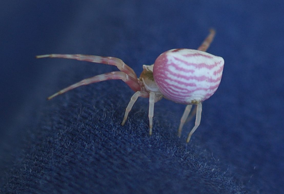 Thomisus onustus